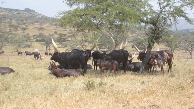 Cattle Grazing Near Fence Line