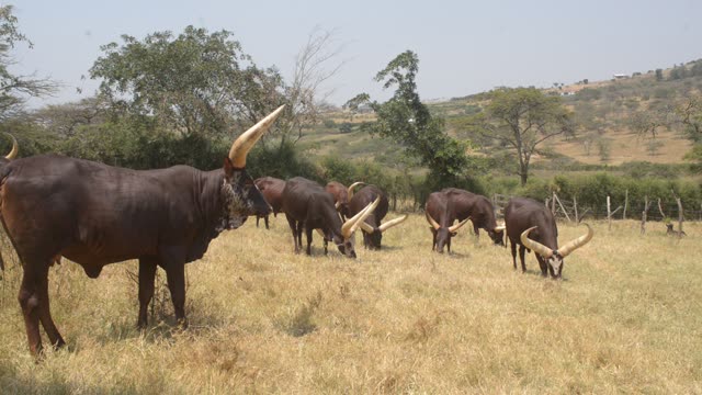 Ankole Bull Standing In Field