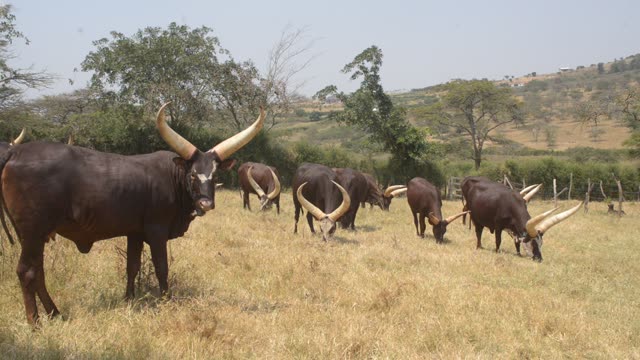 Cattle Grazing Near Fence Line