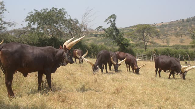 Ankole Bull Standing In Field