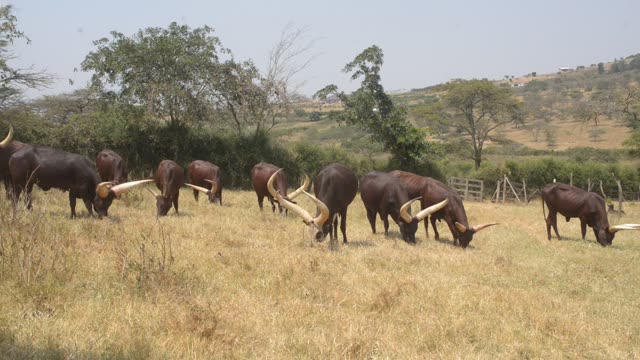 Cattle Grazing Near Fence Line