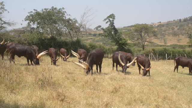 Ankole Bull Standing In Field