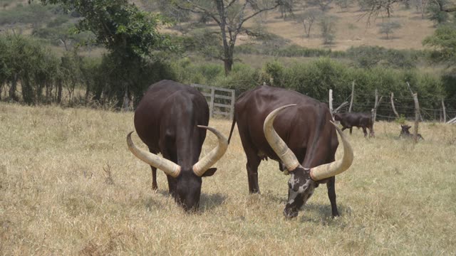 Cattle Grazing Near Fence Line