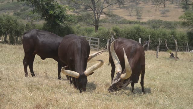 Ankole Bull Standing In Field