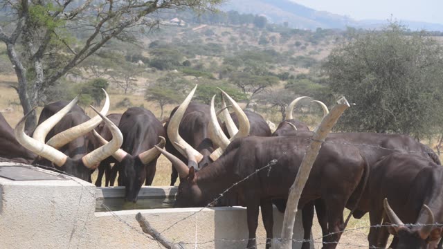 Cattle Grazing Near Fence Line