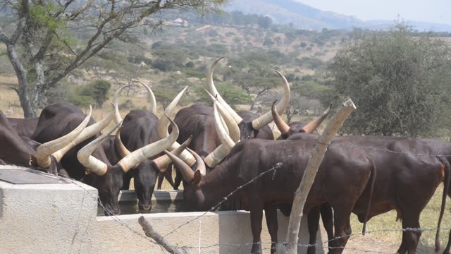 Ankole Bull Standing In Field