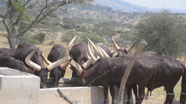 Cattle Drinking At Water Trough
