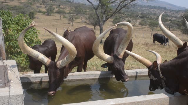 Cattle Drinking At Water Trough