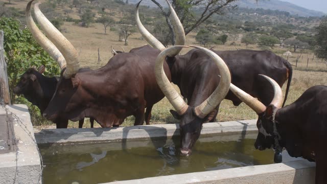 Cattle Drinking At Water Trough