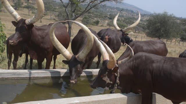 Cattle Drinking At Water Trough