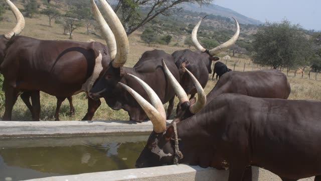 Cattle Drinking At Water Trough