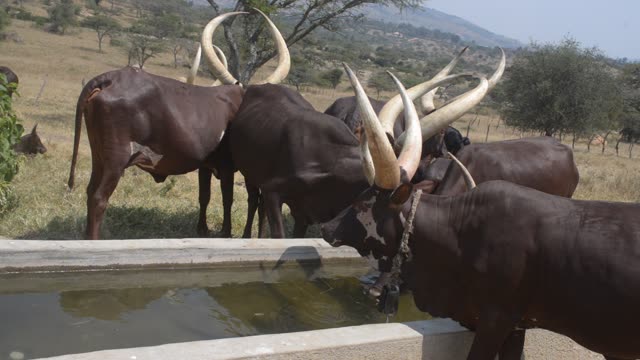 Cattle Drinking At Water Trough