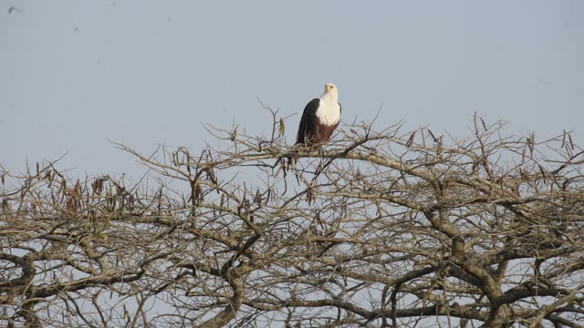 African Fish Eagle On Branch