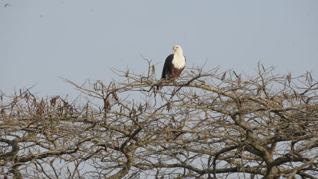 African Fish Eagle On Branch