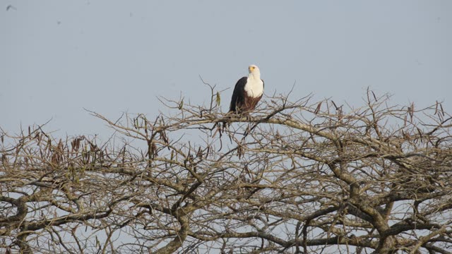 African Fish Eagle On Branch
