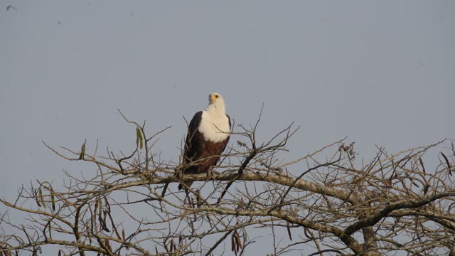 African Fish Eagle On Branch