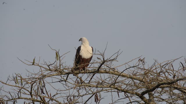 African Fish Eagle On Branch