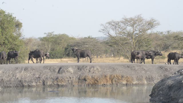 Buffalo Herd At Waterhole