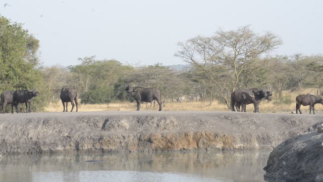 Hippo And Zebra Share Waterhole