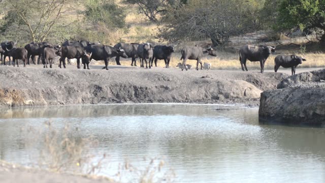 Hippo And Zebra Share Waterhole