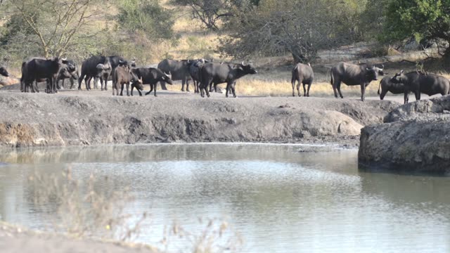 Buffalo Herd At Waterhole