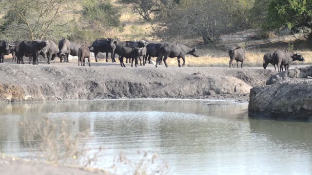 Hippo And Zebra Share Waterhole