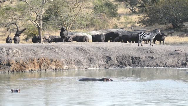 Buffalo Herd At Waterhole