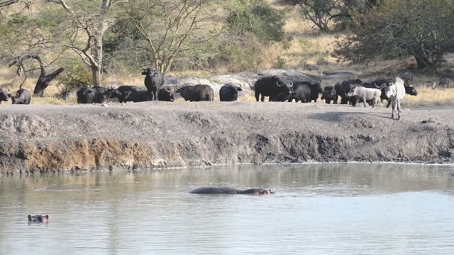 Hippo And Zebra Share Waterhole