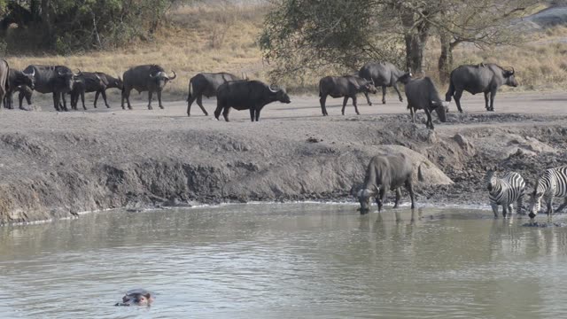 Zebras Resting By Waterhole