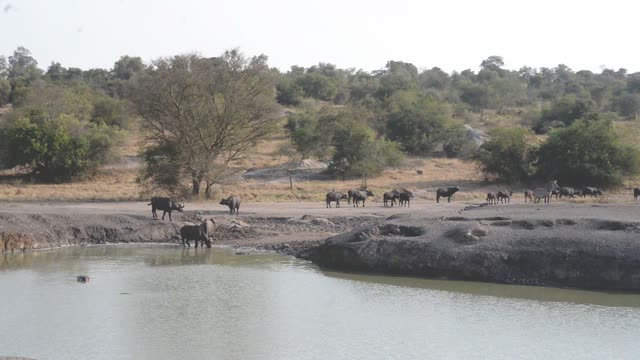 Buffalo And Warthog At Water