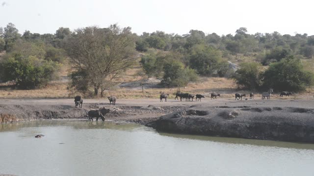 Zebras Resting By Waterhole
