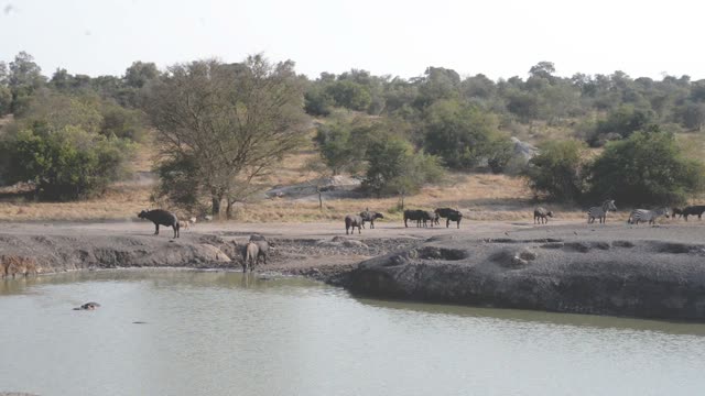 Buffalo And Warthog At Water