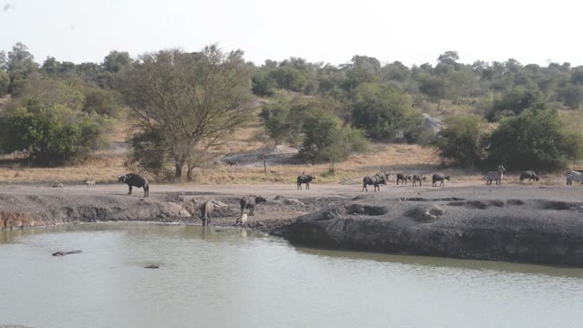Zebras Resting By Waterhole