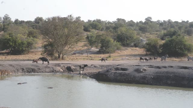 Buffalo And Warthog At Water