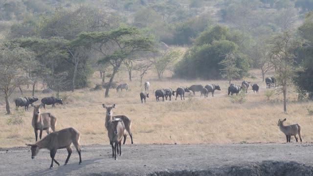 Zebras Resting By Waterhole