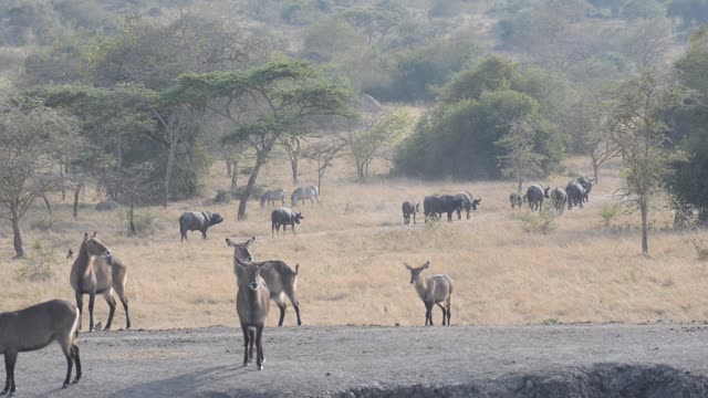Buffalo And Warthog At Water