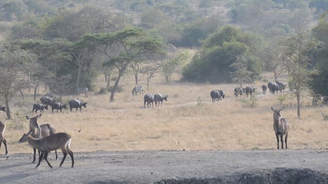 Zebras Resting By Waterhole