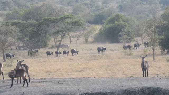 Buffalo And Warthog At Water