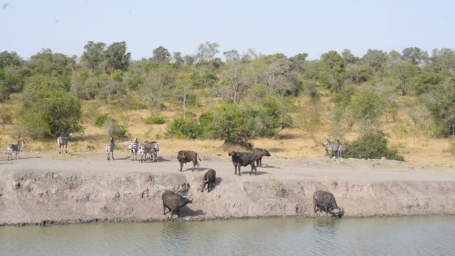 Zebras Resting By Waterhole