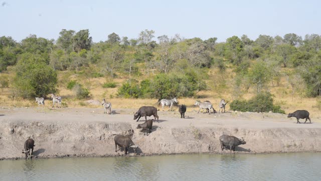 Buffalo And Warthog At Water