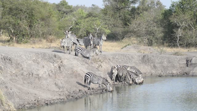 Zebras Resting By Waterhole