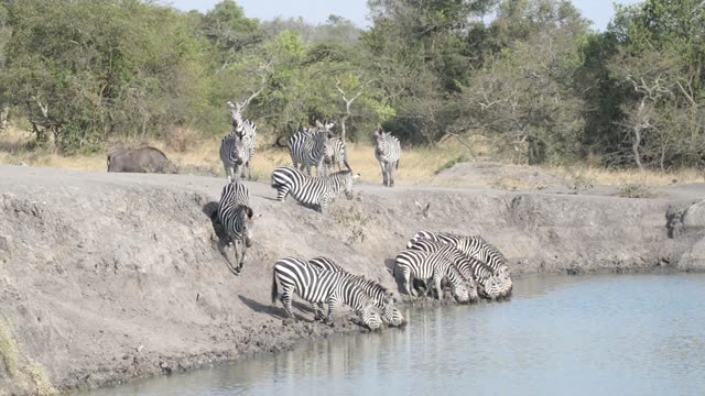 Buffalo And Warthog At Water