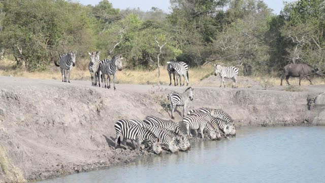 Zebras Resting By Waterhole