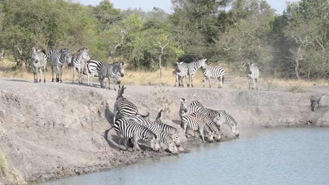 Buffalo And Warthog At Water