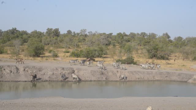 Buffalo And Warthog At Water