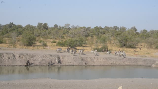 Zebras Resting By Waterhole
