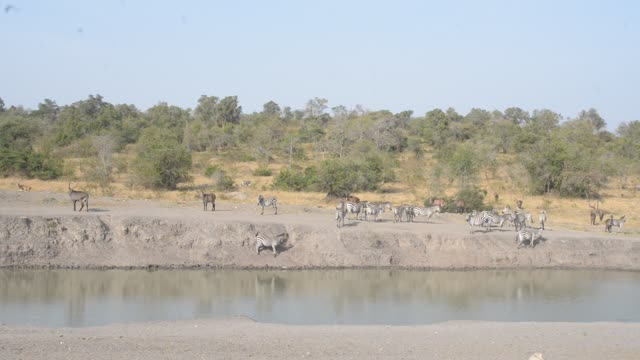 Waterbuck Herd By Waterhole
