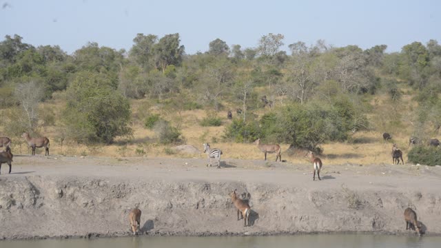 Eland Herd Walking By Water