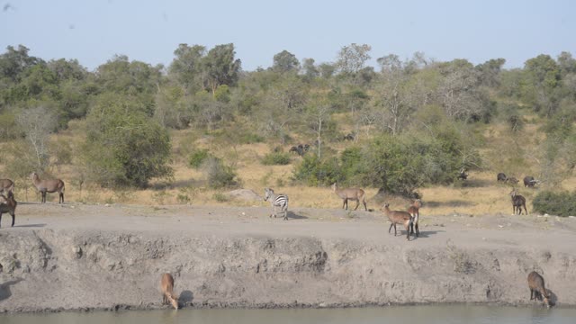 Waterbuck Herd By Waterhole