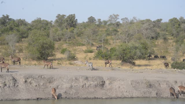 Eland Herd Walking By Water